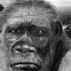 Homo habilis