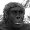 Australopithecus sediba