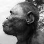 Australopithecus africanus