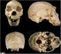 Sima de los Huesos Cranium 5