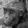 Sahelanthropus tchadensis