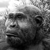 Paranthropus robustus