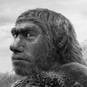 Homo neanderthalensis