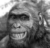 Australopithecus afarensis