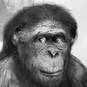 Australopithecus garhi