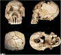 Sima de los Huesos Cranium 6