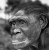 Ardipithecus kadabba