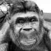 Australopithecus anamensis